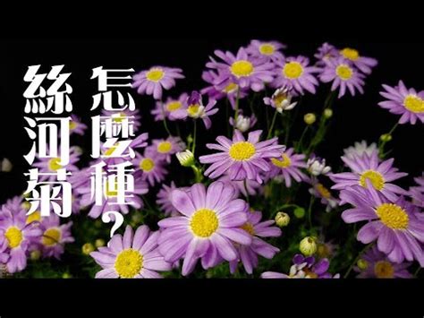 絲河菊枯萎|為何大師都推薦種絲河菊？